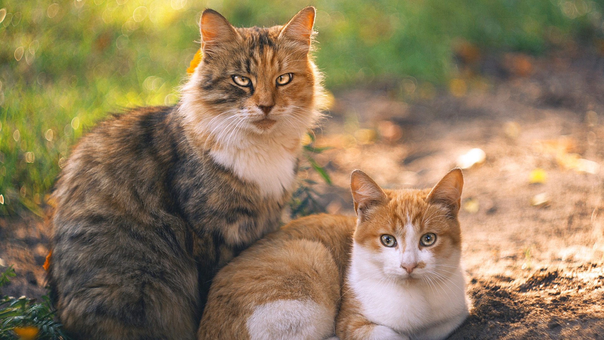 _勇士用三分攻击波撕裂对方防线_，勇士三分50中20射穿魔术