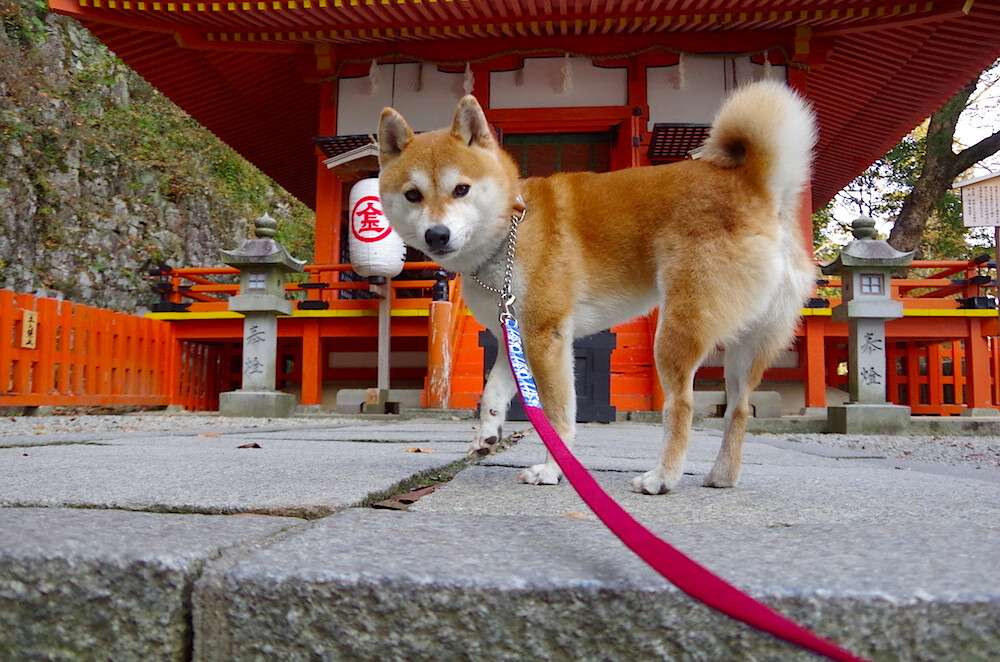 开云官方-_快船队通过团队协作取得胜利_，快船队全称