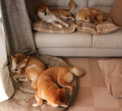 墨西哥青少年马术选手在2024年全国青少年马术锦标赛中表现出色，获得多项荣誉。