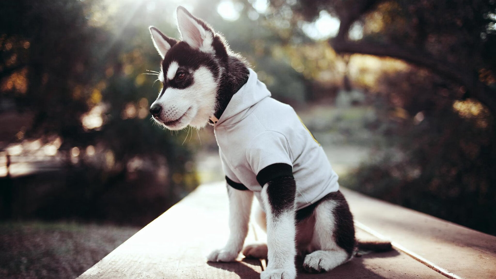 夜色中快闪跑，点亮城市的运动夜景，夜跑夜景的说说
