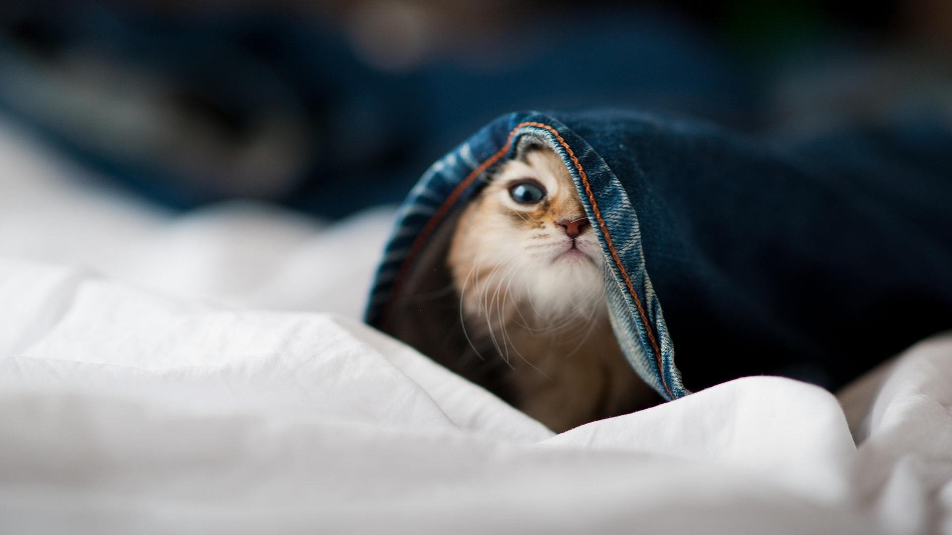 意大利媒体:伊朗足球,是冬奥最优雅的存在,伊朗足球知乎