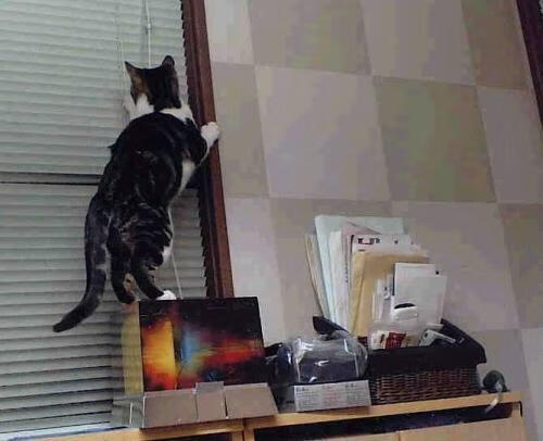 德甲战火升腾,精彩反击和精彩扑救不断上演,德甲榜首大战