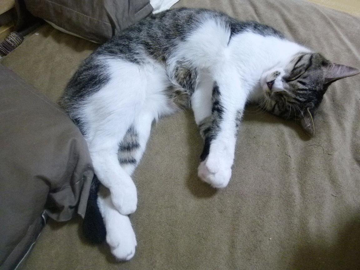 成长路径全公开:青少年精英培养计划,精英成长计划书