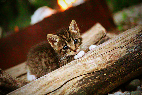 成都蓉城外援进球助球队逆转取胜,成都蓉城外援什么时候归队