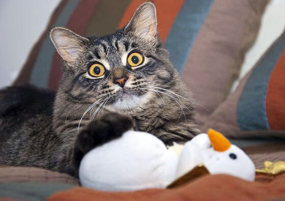 开云体育app安全下载-格林连续封堵！，格林mf