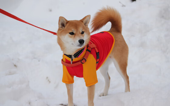 开云体育APP下载-比利·库利巴利（Bilal Coulibaly）在NBA夏季联赛中表现出色，库利巴利前锋