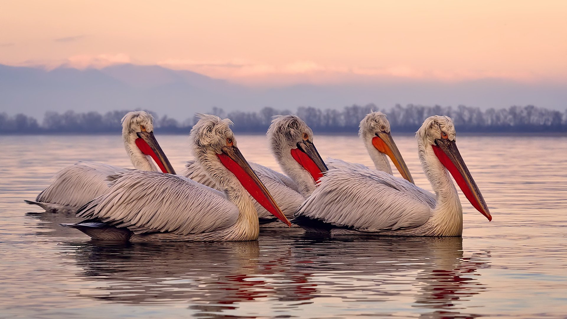 -登贝莱被评为法甲赛季最佳球员，叫登贝莱的球员