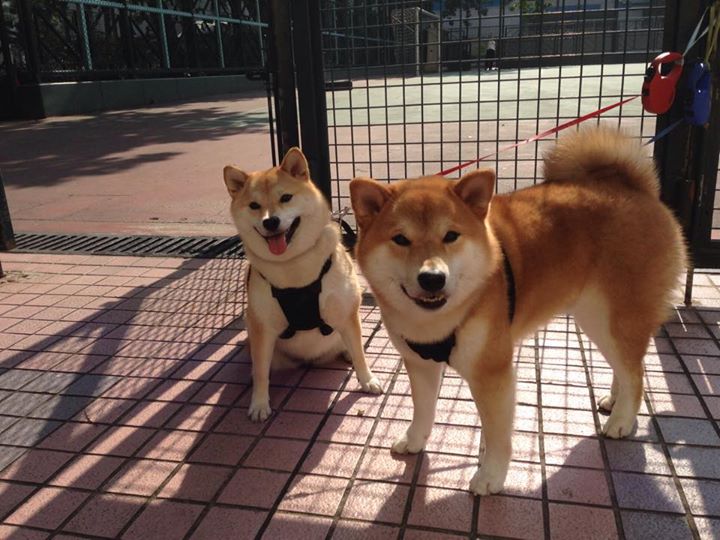 西甲：马德里双雄暂居前两名，追赶者紧追不舍，马德里竞技西甲赛程