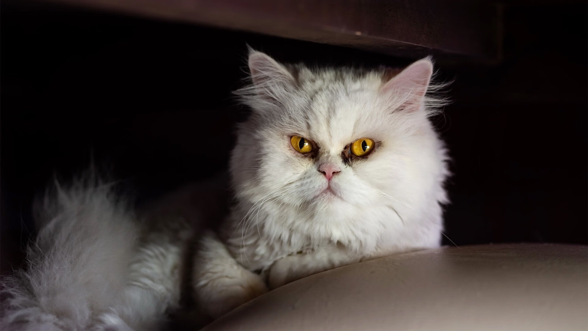 中国体育彩票·2024年全国大学生象棋锦标赛在深圳理工大学开赛，大学象棋比赛