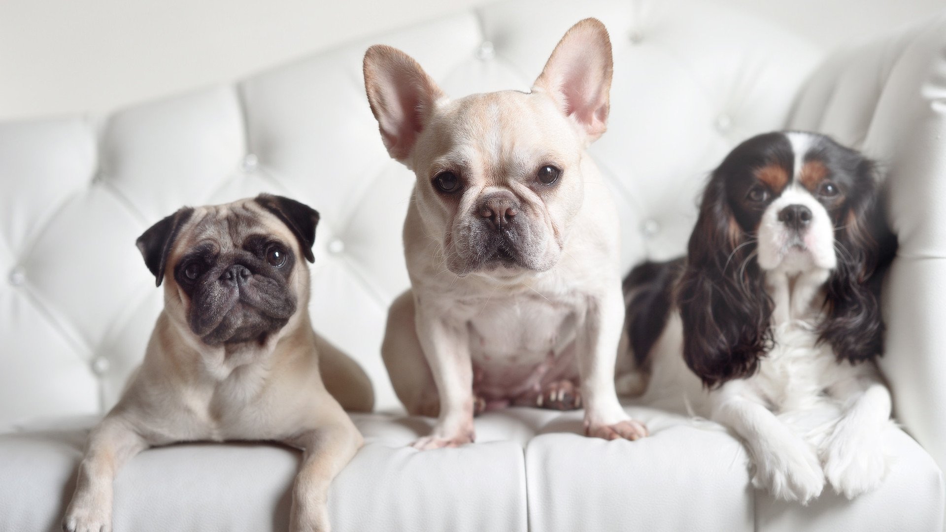 新疆飞虎季后赛席位竞争激烈，新疆飞虎队主教练