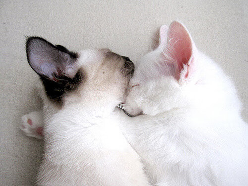 里昂客场力克雷恩，继续保持胜利势头赢得球迷支持，里昂对雷恩分析预测