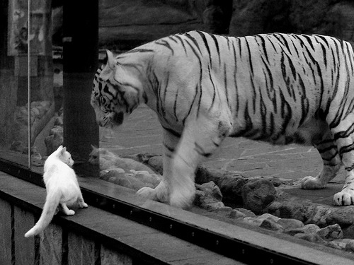 中国篮球教练员战术创新与应用案例分析，篮球教练基本战术