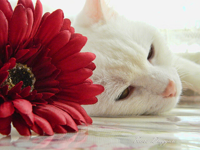 开云体育APP-“新都兴城垒球赛：速度与精准，谁能笑到最后？”