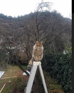 开云体育客户端-“电动冲浪：马鞍山赛场引领全新水上运动风潮”