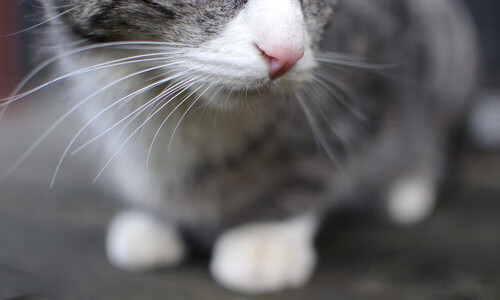 五大联赛是否普遍设置非持球跑动评分体系，五大联赛标准